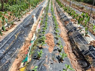 체리123님의 양파 · 영농일지 작성글 사진