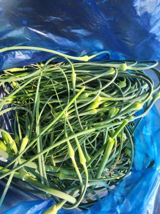 김영준님의 마늘 · 영농일지 작성글 사진