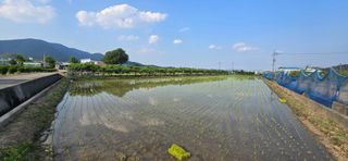 박성준님의 벼 · 영농일지 작성글 사진