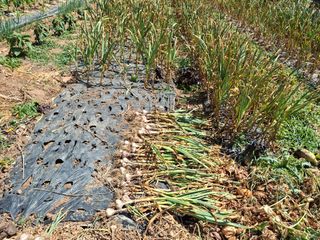 체리123님의 양파 · 영농일지 작성글 사진