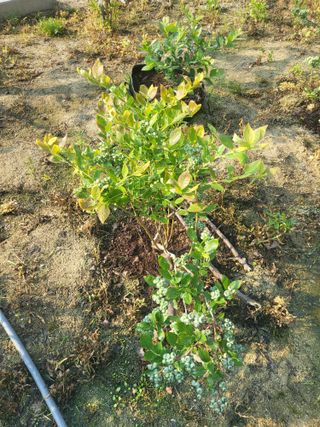 최상희님의 기타작물 · 영농일지 작성글 사진