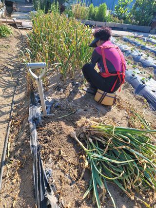 아리랑님의 마늘 · 영농일지 작성글 사진