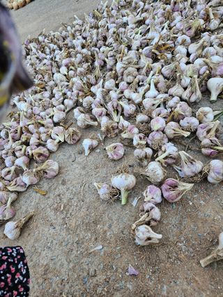 정복화님의 고추 · 영농일지 작성글 사진