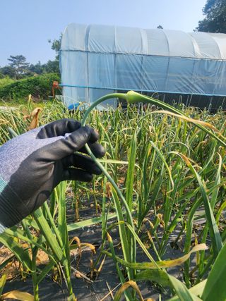 김영준님의 마늘 · 영농일지 작성글 사진