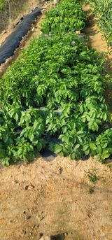 팜모닝 감자·영농일지 게시글 이미지