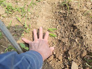 김홍중님의 두릅 · 영농일지 작성글 사진