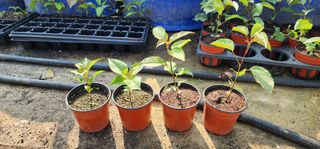 고동옥님의 기타작물 · 영농일지 작성글 사진