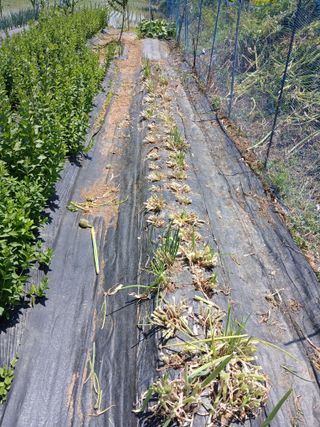백영호님의 파 · 영농일지 작성글 사진