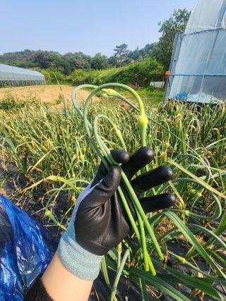 김영준님의 마늘 · 영농일지 작성글 사진