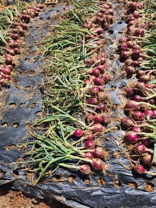 참깨15379님의 기타작물 · 영농일지 작성글 사진