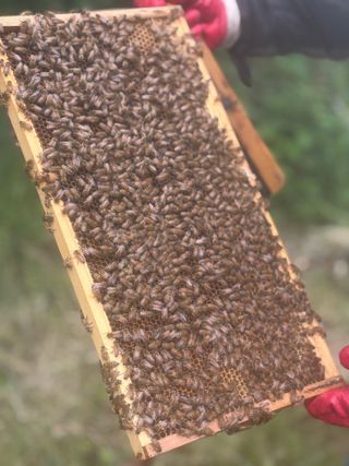 유미경님의 기타작물 · 영농일지 작성글 사진