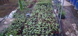 고동옥님의 기타작물 · 영농일지 작성글 사진