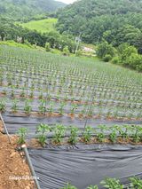 팜모닝 고추·영농일지 게시글 이미지