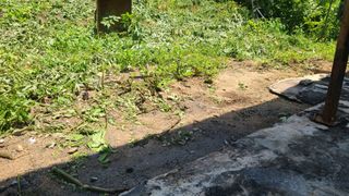 이동걸님의 두릅 · 영농일지 작성글 사진