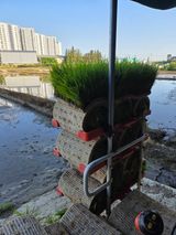 팜모닝 벼·영농일지 게시글 이미지