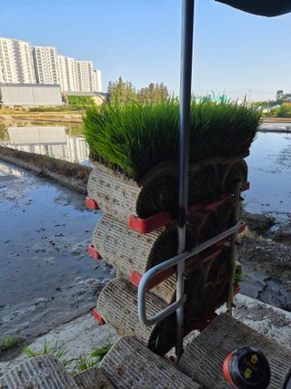장군농산장창민님의 벼 · 영농일지 작성글 사진