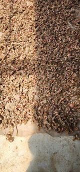 팜모닝 기타작물·영농일지 게시글 이미지