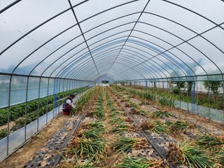 아침못자연농원님의 마늘 · 영농일지 작성글 사진