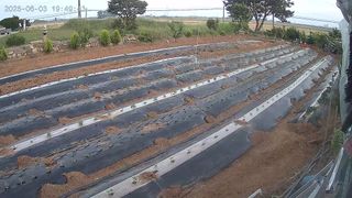 체리123님의 양파 · 영농일지 작성글 사진