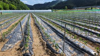 두아들아빠님의 고추 · 영농일지 작성글 사진