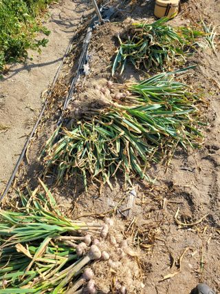 아리랑님의 마늘 · 영농일지 작성글 사진