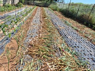 체리123님의 양파 · 영농일지 작성글 사진