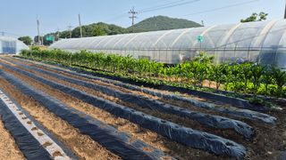 청양촌사람님의 기타작물 · 영농일지 작성글 사진