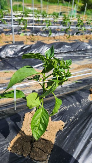 두아들아빠님의 고추 · 영농일지 작성글 사진