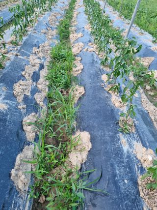 논산푸른팜님의 복숭아 · 자유게시판 작성글 사진