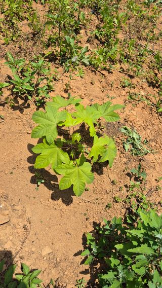 김현민님의 기타작물 · 영농일지 작성글 사진