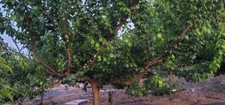 이인옥님의 매실 · 영농일지 작성글 사진