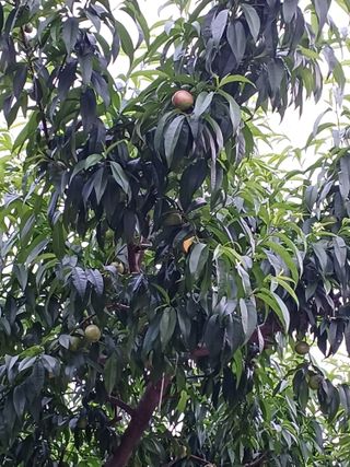 배경수 님의 복숭아 · 영농일지 작성글 사진