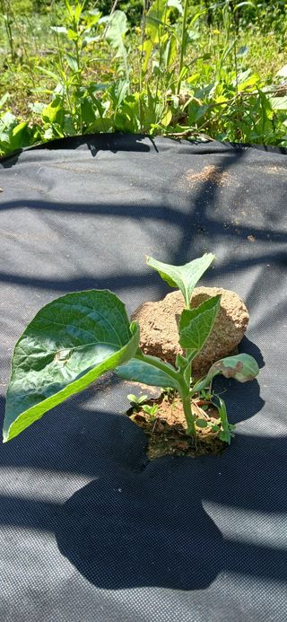 우철님의 기타작물 · 영농일지 작성글 사진