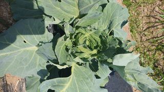 나상인님의 양배추 · 영농일지 작성글 사진