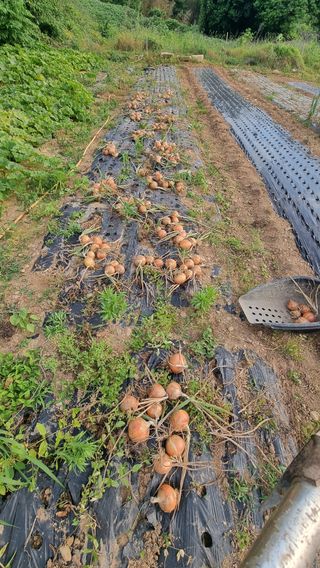 촌사리님의 참깨 · 영농일지 작성글 사진