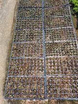 팜모닝 콩·영농일지 게시글 이미지