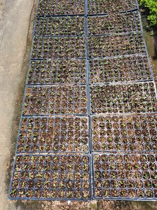 쫀쫀이할머니님의 콩 · 영농일지 작성글 사진