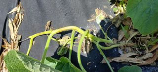 우철님의 기타작물 · 영농일지 작성글 사진