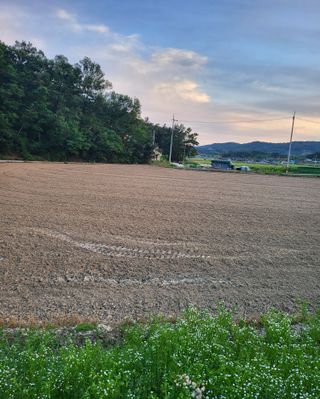 이영식님의 벼 · 영농일지 작성글 사진