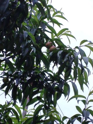 배경수 님의 복숭아 · 영농일지 작성글 사진