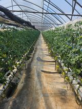 팜모닝 기타작물·영농일지 게시글 이미지