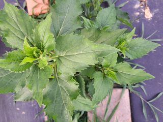 행복한식물사랑님의 기타작물 · 영농일지 작성글 사진