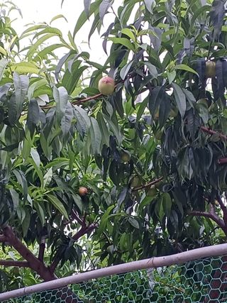 배경수 님의 복숭아 · 영농일지 작성글 사진