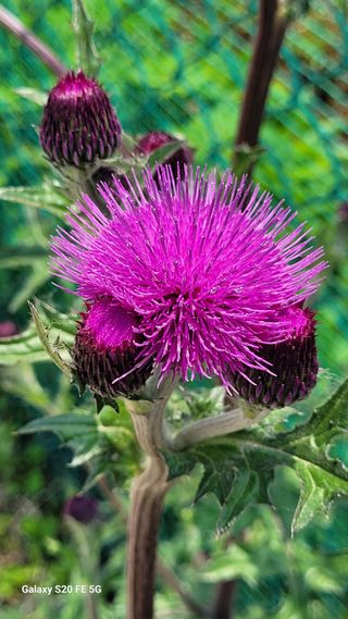 조상연님의 기타작물 · 영농일지 작성글 사진