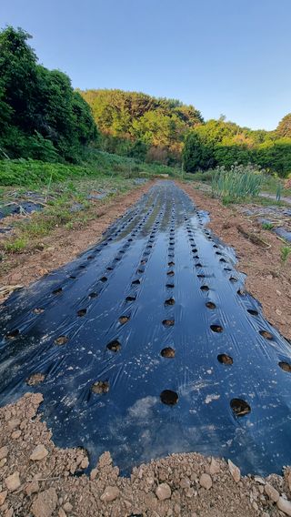 촌사리님의 참깨 · 영농일지 작성글 사진