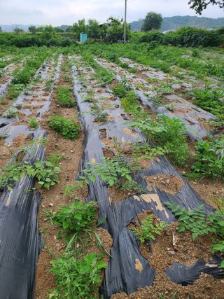 하우리님의 두릅 · 영농일지 작성글 사진