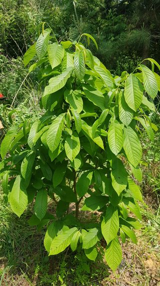 심상화님의 기타작물 · 영농일지 작성글 사진