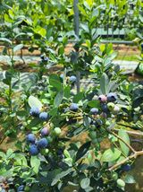 팜모닝 블루베리·영농일지 게시글 이미지