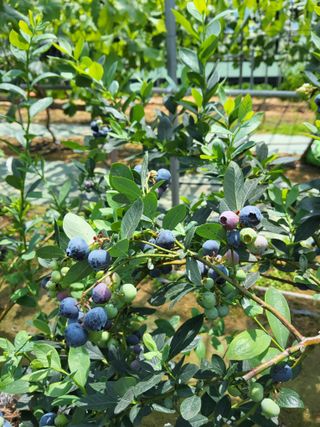 블루베리1188님의 블루베리 · 영농일지 작성글 사진