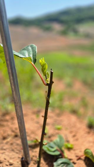 김현민님의 기타작물 · 영농일지 작성글 사진